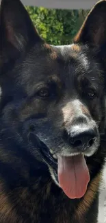 Close-up of a happy German Shepherd outdoors.