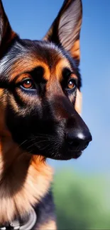 German Shepherd with vibrant blue sky background.