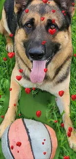 German Shepherd with a ball and hearts on green grass.