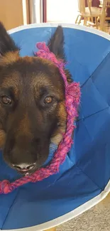 German Shepherd wearing a blue cone and playing with a pink rope toy.