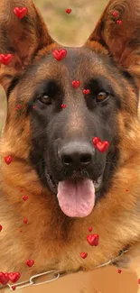 German Shepherd with red floating hearts background.