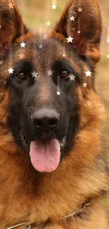 German Shepherd portrait with starry effect.