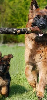 German Shepherds playing on grass with stick.