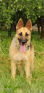 Two German Shepherds in a green orchard field.