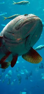 Large fish swims gracefully underwater in a blue ocean setting.