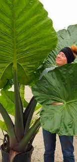 Giant tropical leaves with person for scale.