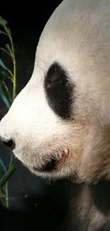 Panda bear gently eating bamboo, side view.