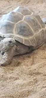 Giant tortoise relaxing on a sandy beach.