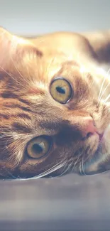 Close-up of a ginger cat with vibrant orange fur.