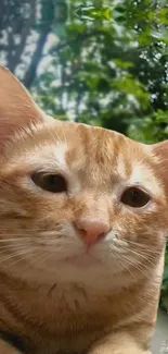 Ginger cat amidst green forest scenery, peaceful mobile wallpaper.