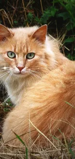 Ginger cat sitting in natural greenery, surrounded by grass.