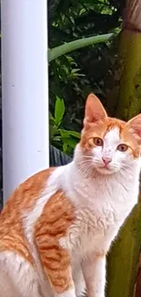 Ginger cat sitting in lush green jungle background.