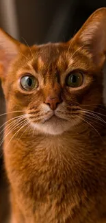 Ginger cat with green eyes staring intently.