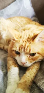 Ginger cat relaxing on a soft blanket