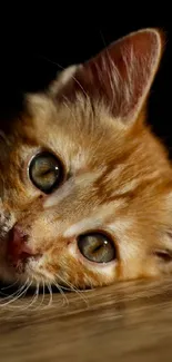 Relaxed ginger kitten lying on wooden floor with dark background.