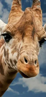 Giraffe close-up against a vivid blue sky.