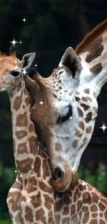 Giraffe calf embraced by parent in a serene nature setting.