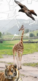 Giraffe Giraffidae Photograph Live Wallpaper