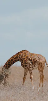 Giraffe Giraffidae Sky Live Wallpaper