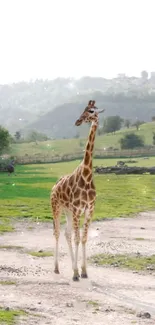 A giraffe strolling through a lush green and serene landscape.