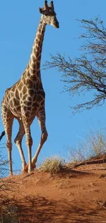 Giraffe standing tall in desert landscape with blue sky.