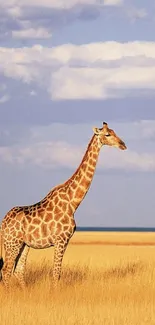 Giraffe standing in golden field beneath a blue sky.