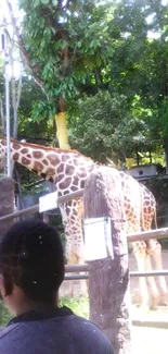 Giraffe standing amidst lush green trees and foliage.