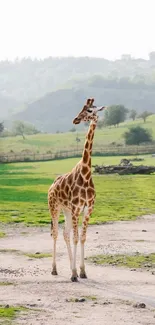 Giraffe standing in a green landscape with hills in the background.