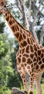 Giraffe standing in a lush green forest, showcasing unique patterns.