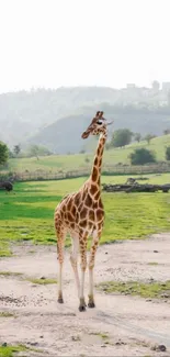 Giraffe standing in a green landscape on a sunny day.