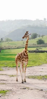 Giraffe standing in a tranquil, green landscape with rolling hills.