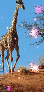 Giraffe walking in a starry desert scenery with a blue sky background.