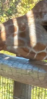 Giraffe basking in sunlight with a wooden fence background.