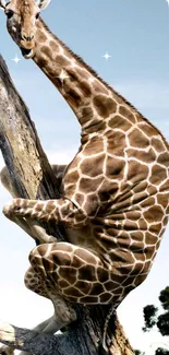 Whimsical wallpaper of a giraffe perched in a tree against a blue sky.