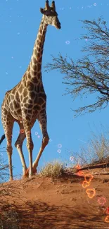 Giraffe standing on desert with blue sky