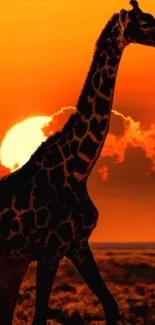 Giraffe silhouette set against a vibrant sunset in nature's landscape.