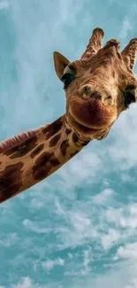 Giraffe looking down with sky background.