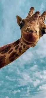 Giraffe looking upward against a blue sky wallpaper.