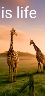 Mobile wallpaper featuring giraffes at sunset in a serene green landscape.