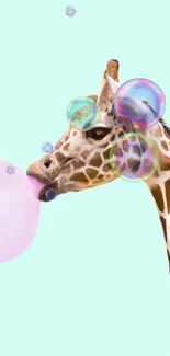 Giraffe blowing pink bubblegum on mint green background.