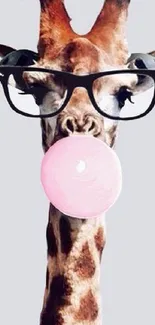 Giraffe wearing glasses blows a bubblegum on light gray background.