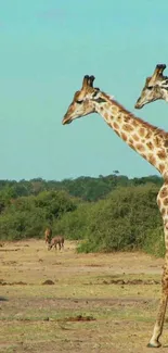 Majestic giraffes in African savanna landscape.