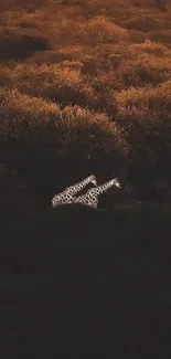 Two giraffes in a golden brown safari landscape mobile wallpaper.