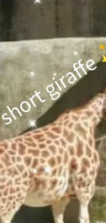 Giraffidae Giraffe Sleeve Live Wallpaper