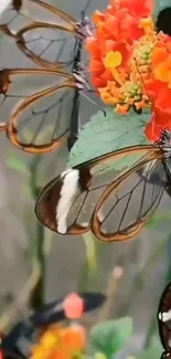 Glasswing butterflies on orange flowers.