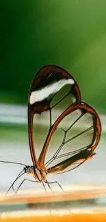 Glasswing butterfly with transparent wings on a green background.