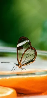 Glasswing butterfly on orange slice with green background.