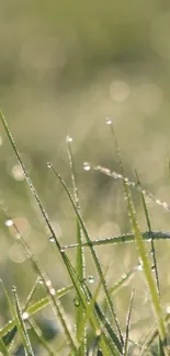 Close-up of grass with dew droplets in morning light.