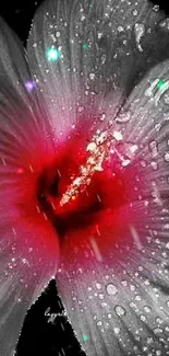 Artistic hibiscus flower with red center and sparkling dewdrops.