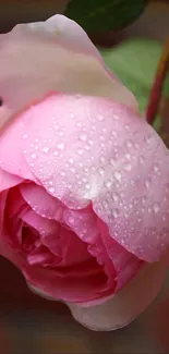 Pink rose with dew drops, close-up on petals.